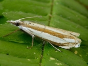 1294 Crambus pascuella