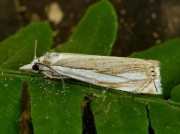 1297 Crambus uliginosellus
