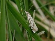 1301 Crambus lathoniellus