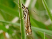 1301 Crambus lathoniellus