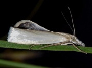 1302 Crambus perlella