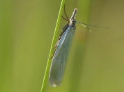 1302 Crambus perlella