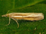 1305 Agriphila tristella