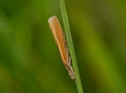 1305 Agriphila tristella