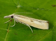 1306 Agriphila inquinatella