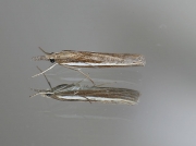 1307 Agriphila latistria