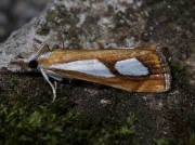 1313 Catoptria pinella