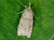 1332 Scoparia subfusca
