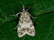 1338 Dipleurina lacustrata