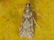 1342 Eudonia angustea