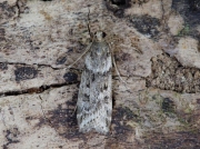 1342 Eudonia angustea