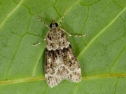 1344 Eudonia mercurella