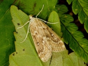 1345 Brown China-mark (Elophila nymphaeata)