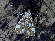 1345 Brown China-mark (Elophila nymphaeata)