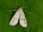 1348 Ringed China-mark (Parapoynx stratiotata)