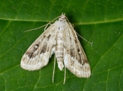 1348 Ringed China-mark (Parapoynx stratiotata)