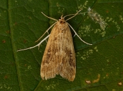 1348 Ringed China-mark (Parapoynx stratiotata)