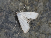 1354 Small China-mark (Cataclysta lemnata)