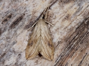 1356 Garden Pebble (Evergestis forficalis)