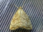 1358 Evergestis pallidata