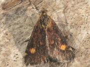 1361 Pyrausta aurata