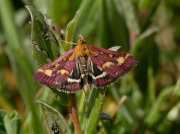 1362 Pyrausta purpuralis