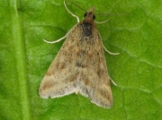 1365 Pyrausta despicata