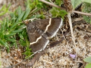 1367 Pyrausta cingulata