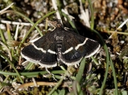 1367 Pyrausta cingulata