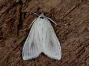 1370 Sitochroa palealis