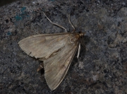 1375 European Corn-borer (Ostrinia nubilalis)