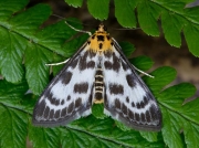 1376 Small Magpie (Eurrhypara hortulata)