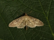 1377 Perinephela lancealis