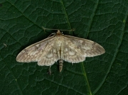 1377 Perinephela lancealis