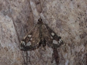 1378 Phlyctaenia coronata