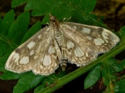 1378 Phlyctaenia coronata