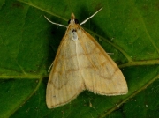 1385 Ebulea crocealis