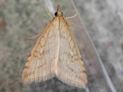 1388 Udea lutealis