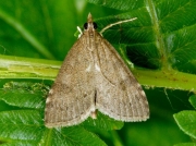 1390 Udea prunalis