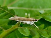 1390 Udea prunalis