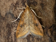 1395 Rusty Dot Pearl (Udea ferrugalis)
