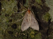 1397 Mecyna asinalis