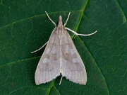 1397 Mecyna asinalis