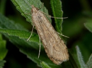 1398 Rush Veneer (Nomophila noctuella)