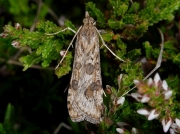 1398 Rush Veneer (Nomophila noctuella)