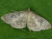1405 Mother of Pearl (Pleuroptya ruralis)