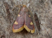 1413 Gold Triangle (Hypsopygia costalis)