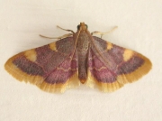1413 Gold Triangle (Hypsopygia costalis)
