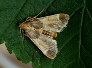 1417 Meal Moth (Pyralis farinalis)