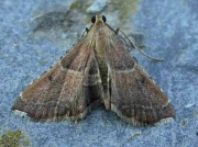 1424 Endotricha flammealis